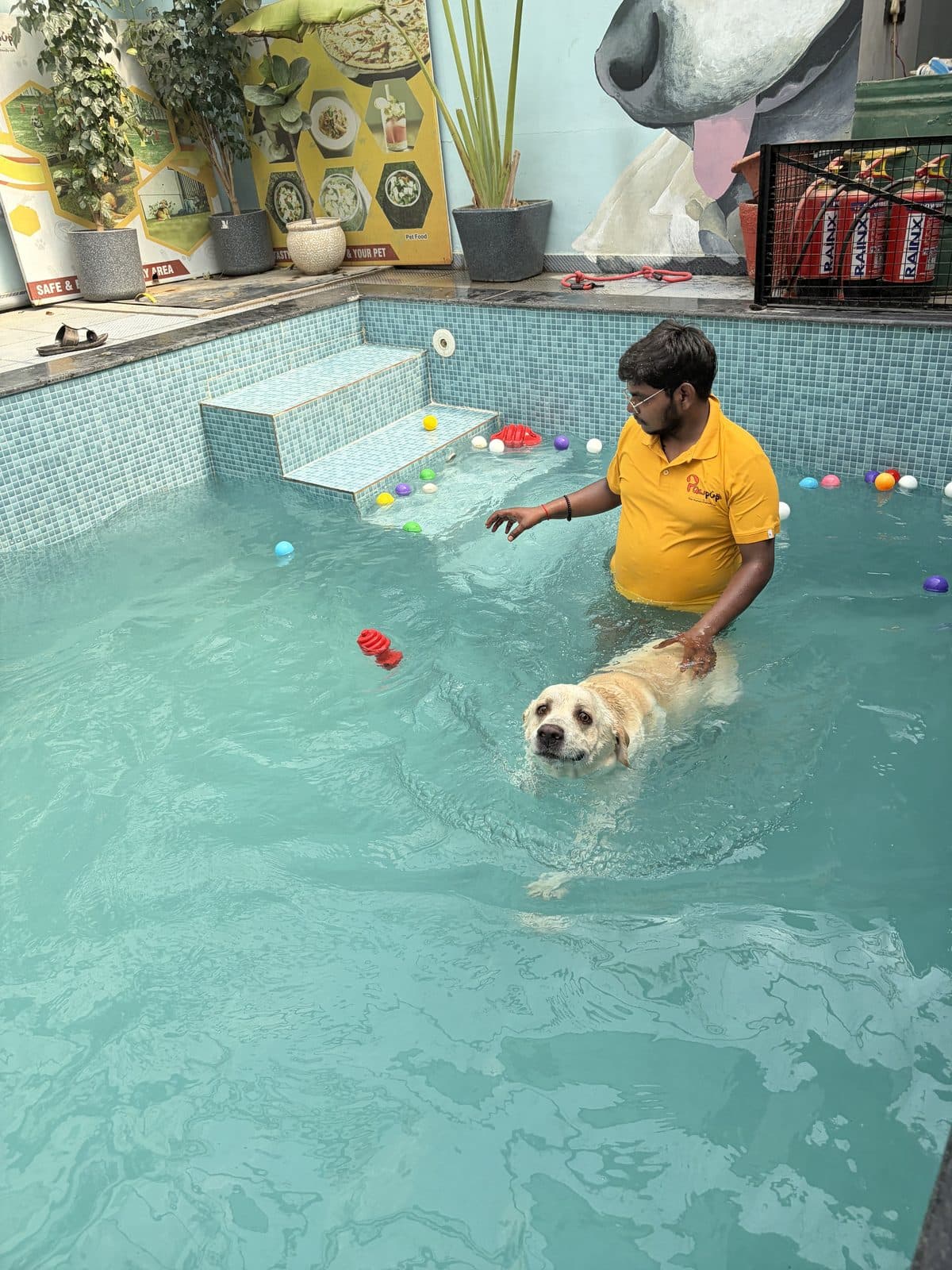 A dog enjoying a pool splash at PawPup Cafe in Lucknow