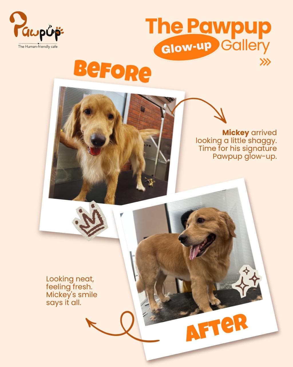Mickey the golden retriever before and after a bath and blow dry, a double coat prone to dog shedding