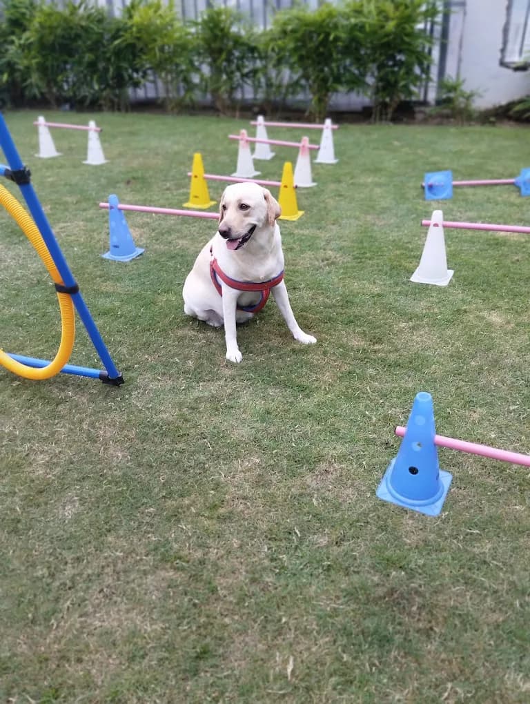 Labrador sitting among agility cones and hoops in the PawPup Cafe play area