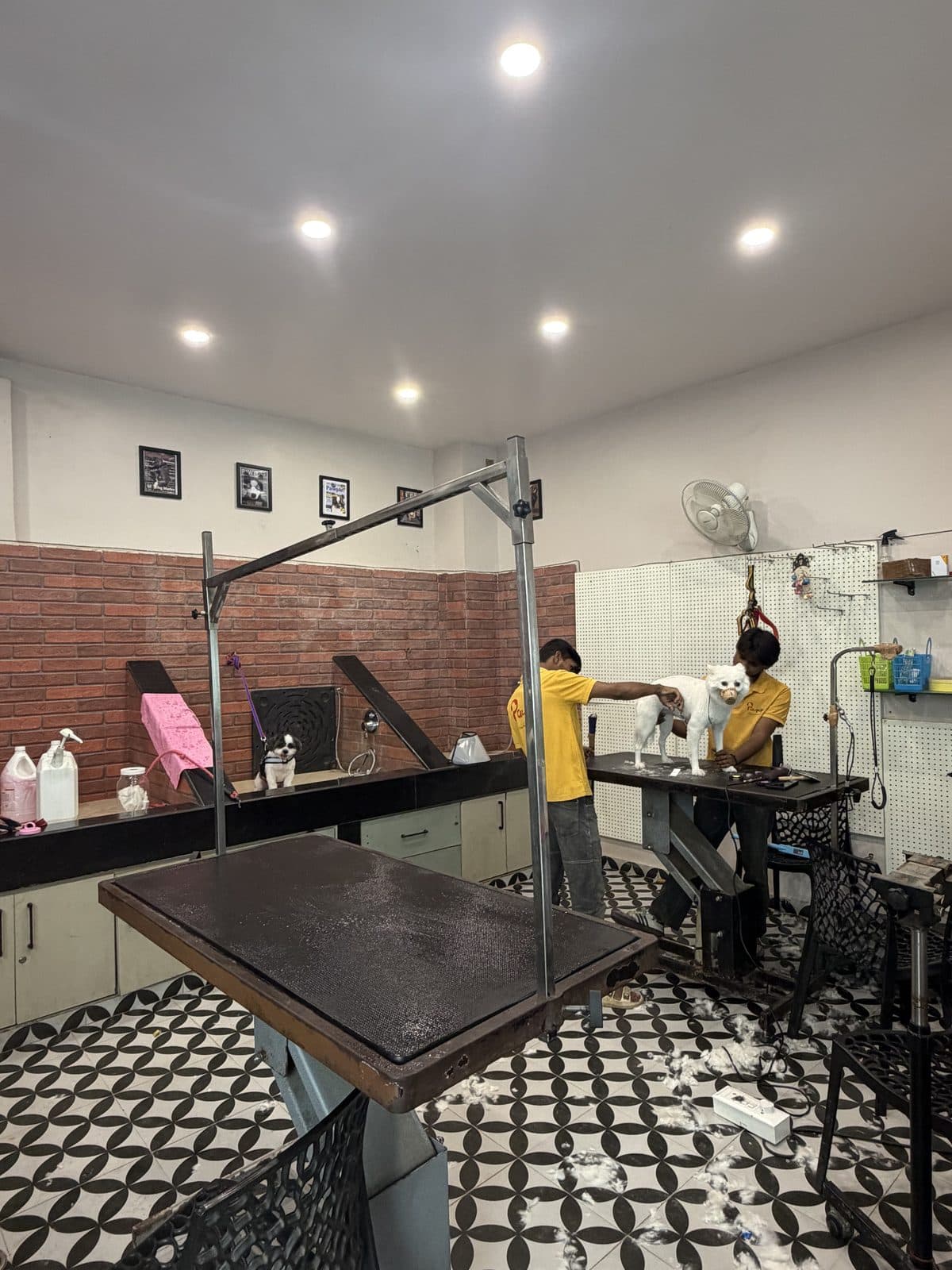Groomer working on a fluffy white dog at a grooming table, where dog ear cleaning is part of the spa routine