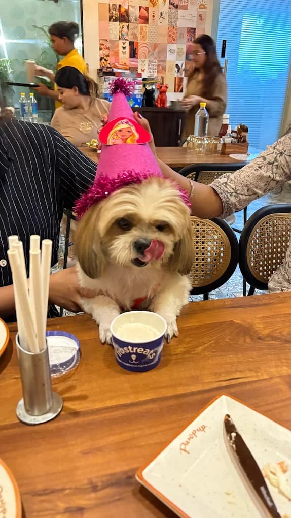 A dog wearing a birthday hat at PawPup Cafe in Gomti Nagar