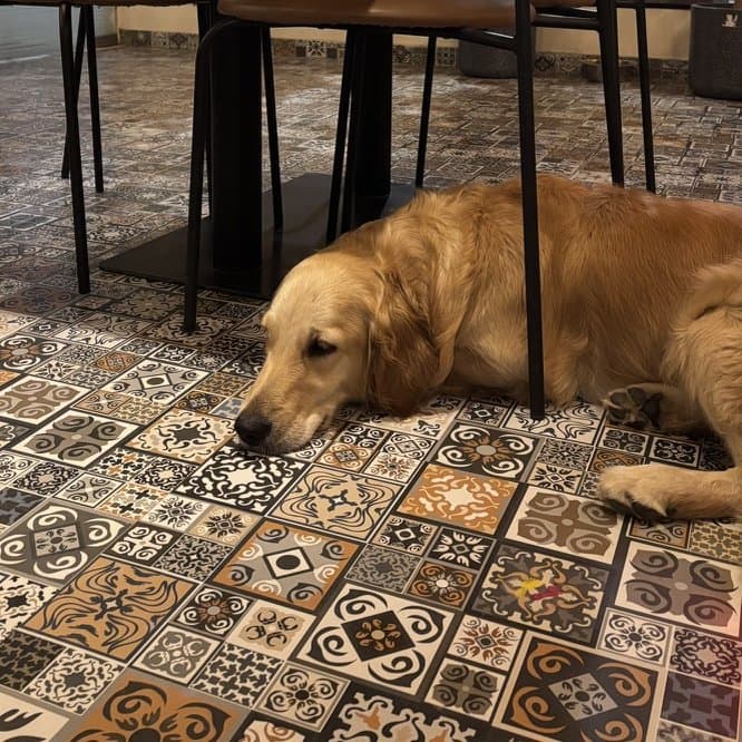 A golden retriever lying on the patterned floor at PawPup Cafe, where we offer Golden Retriever grooming in Lucknow