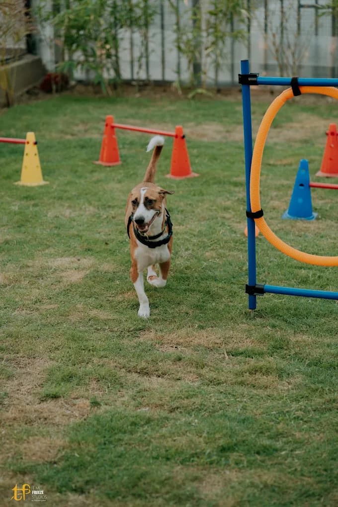 Dog running an agility course in the PawPup Cafe play area